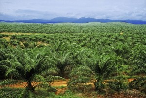 Taib includes oil palm plantations in his definition of forest to get his figures that Sarawak remains 'forested'.
