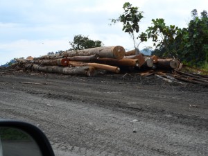 Logged out - unsupervised logging is visible all along the roads in Baram region.