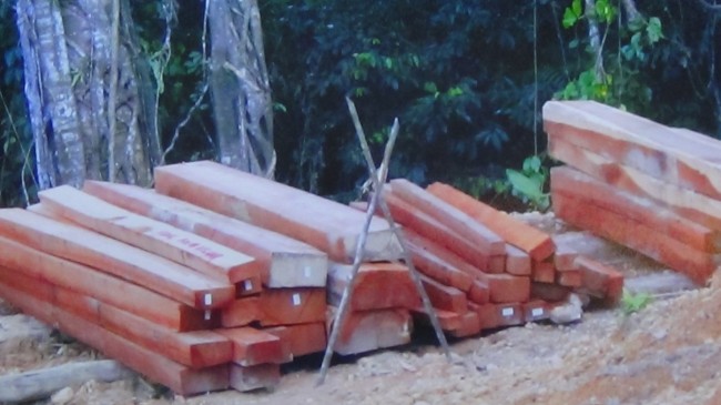 Locals have attempted to ban the removal of these logs stolen from their Pulau Galau areas