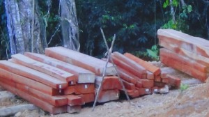 Orang bansa asal udah bebendar amat nagang pengawa nebang kayu bansa tu diPulau Galau sida