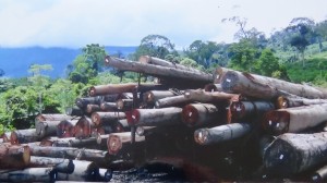 Road sides piled with illegal logs throughout the region