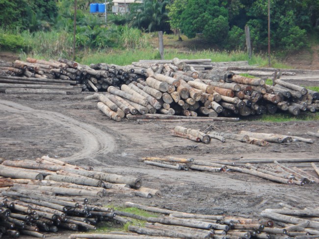 Log pond - no traceability to show whether the timber came from authorised or unauthorised areas.