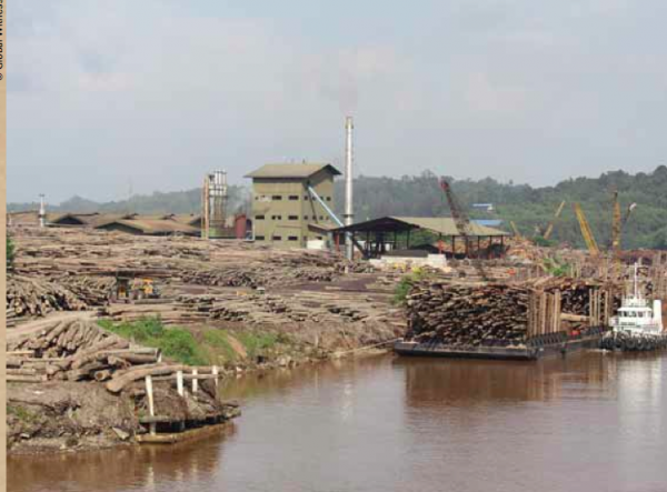 Merah pengeraja menua – nyual kayu batang Sarawak