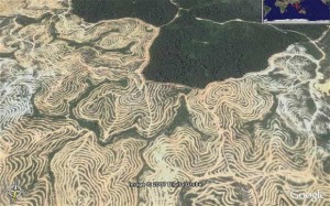 What Taib did to Sarawak's world famous rain forests