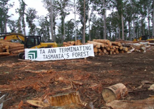 Environmental activists have been protesting Ta Ann's activities in Tasmania's old growth forests.