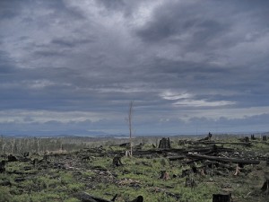 Tasmania forest destruction