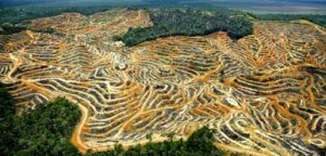Massive deforestation - the reality of Sarawak's oil palm industry