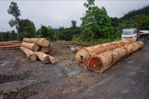 Tapang trees, illegally harvested by MM Golden in the Baram area earlier this year