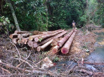 Illegally felled logs by Isotimber near Julau, Sarawak 