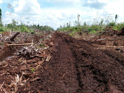 Environmental destruction is continuing at BLD's Igan concession 