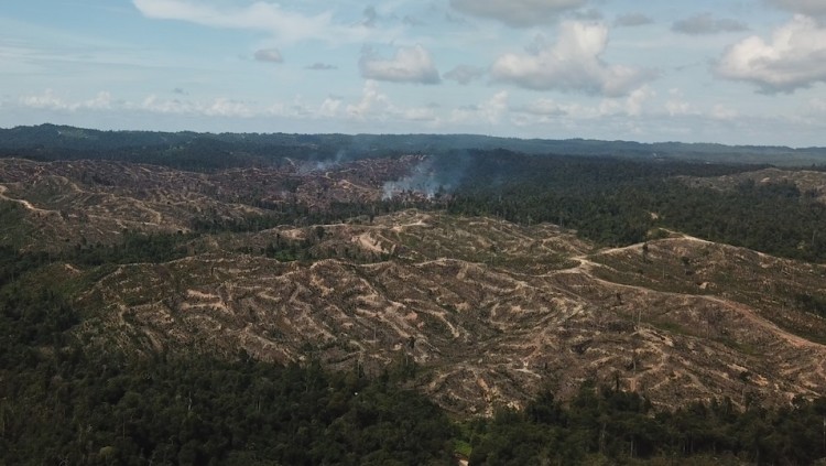 Clear fell destruction, more of Malaysia's 'legitimate, sustainable, certified' oil palm in the making