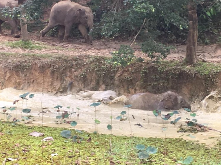 Major attraction - the elephants, orang utan and bears of Sepilok