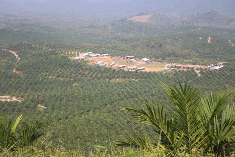 Samling's MSPP has turned native lands into a vast palm oil monoculture and violated rights in  Tanintharyi, Myanmar 
