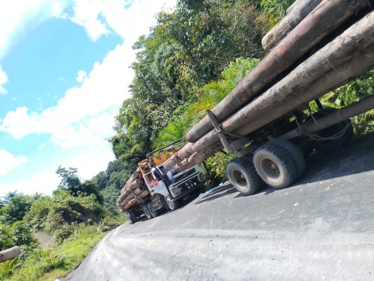 Familiar trains of lorries carrying off the lifeblood of the forests